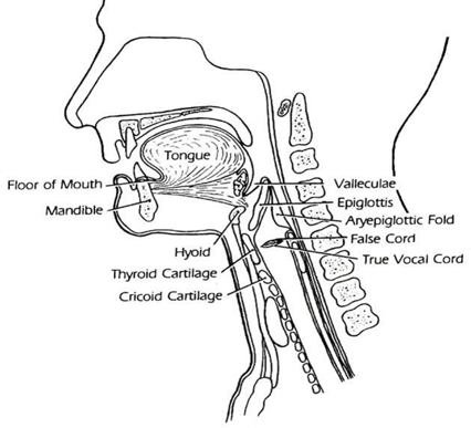 Anatomy of the Swallowing Mechanism